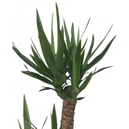 Yucca (Yuka) Bitkisi 2'li 80-90 cm