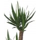 Yucca (Yuka) Bitkisi 2'li 80-90 cm