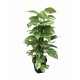 Patos Epipremnum (Salon Sarmaşığı) 60-70 Cm