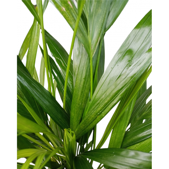 Dracena Marginata 50cm (Madagaskar Dragon Ağacı)