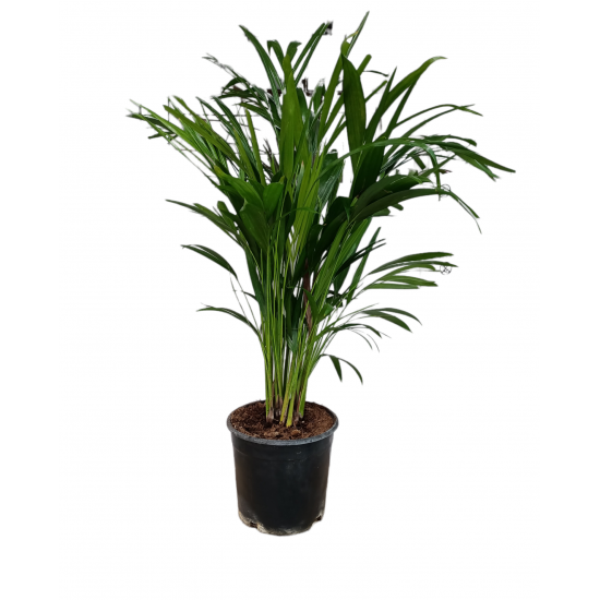 Dracena Marginata 50cm (Madagaskar Dragon Ağacı)